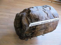 Fragment rurociągu z drewna dębowego wykopanego na terenie miasta podczas prac ziemnych